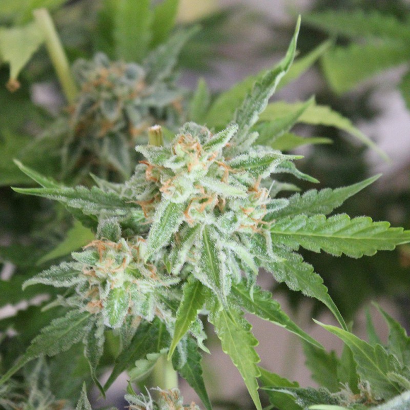 Vertigo feminised Ganja Seeds