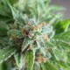 Vertigo feminised Ganja Seeds