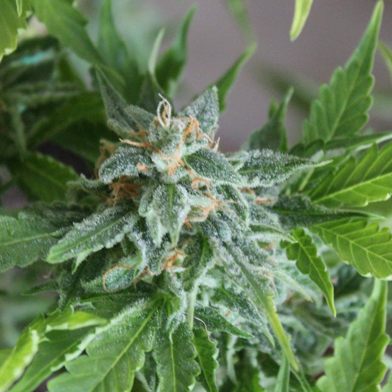Vertigo feminised Ganja Seeds