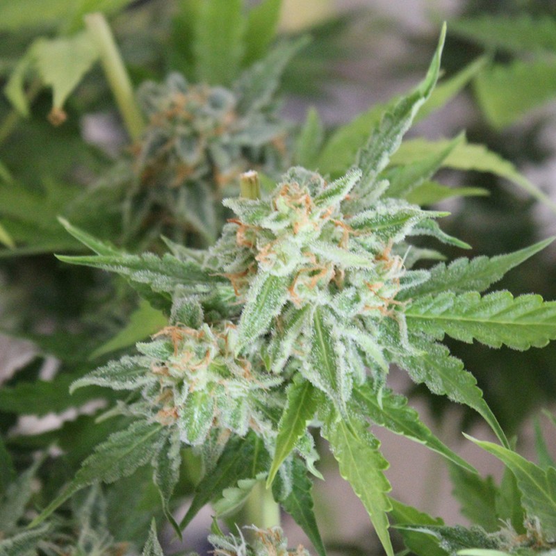 Vertigo feminised Ganja Seeds