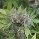 Vertigo feminised Ganja Seeds