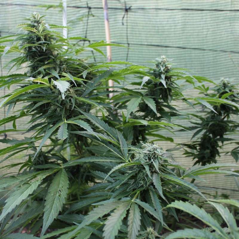 Auto Jack Herer feminised GanjaLiveSeeds