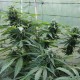 Auto Jack Herer feminised GanjaLiveSeeds