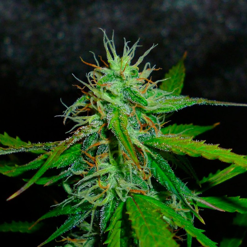 Auto Jack Herer feminised GanjaLiveSeeds
