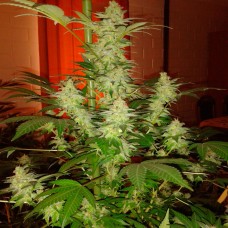 Auto Jack Herer feminised GanjaLiveSeeds