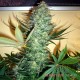 AK-47 feminised Master Seed - 3 насінини