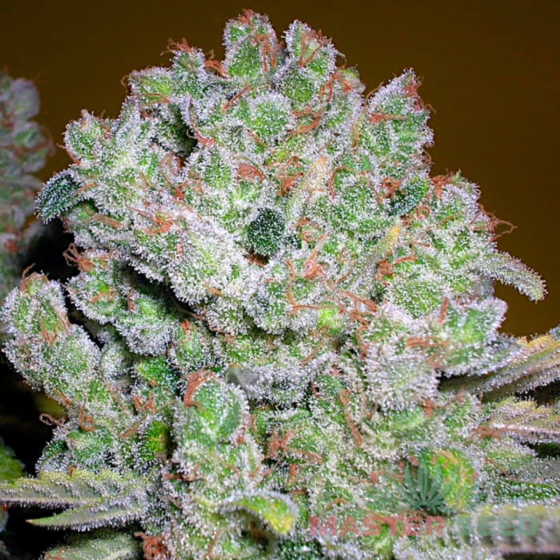 AK-47 feminised Master Seed - 3 насінини