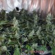 AK-47 feminised Master Seed - 3 насінини