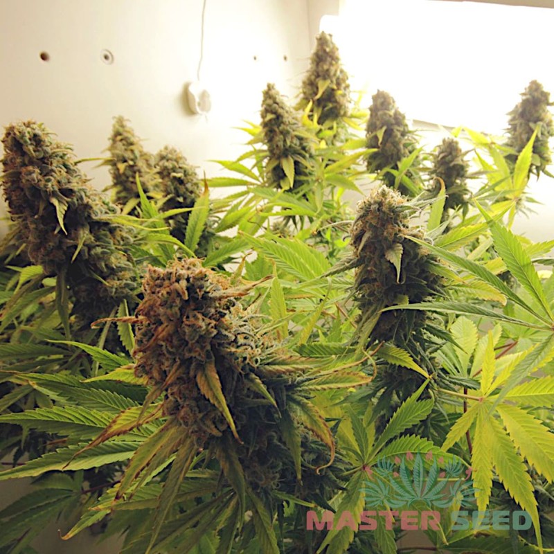 AK-47 feminised Master Seed - 3 насінини