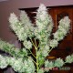 AK-47 feminised Master Seed - 3 насінини
