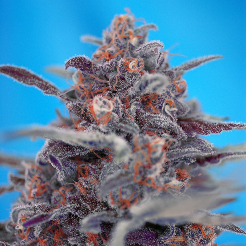 Auto Devil Cream feminised Ganja Seeds - 777 насінин