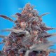 Auto Devil Cream feminised Ganja Seeds - 777 насінин