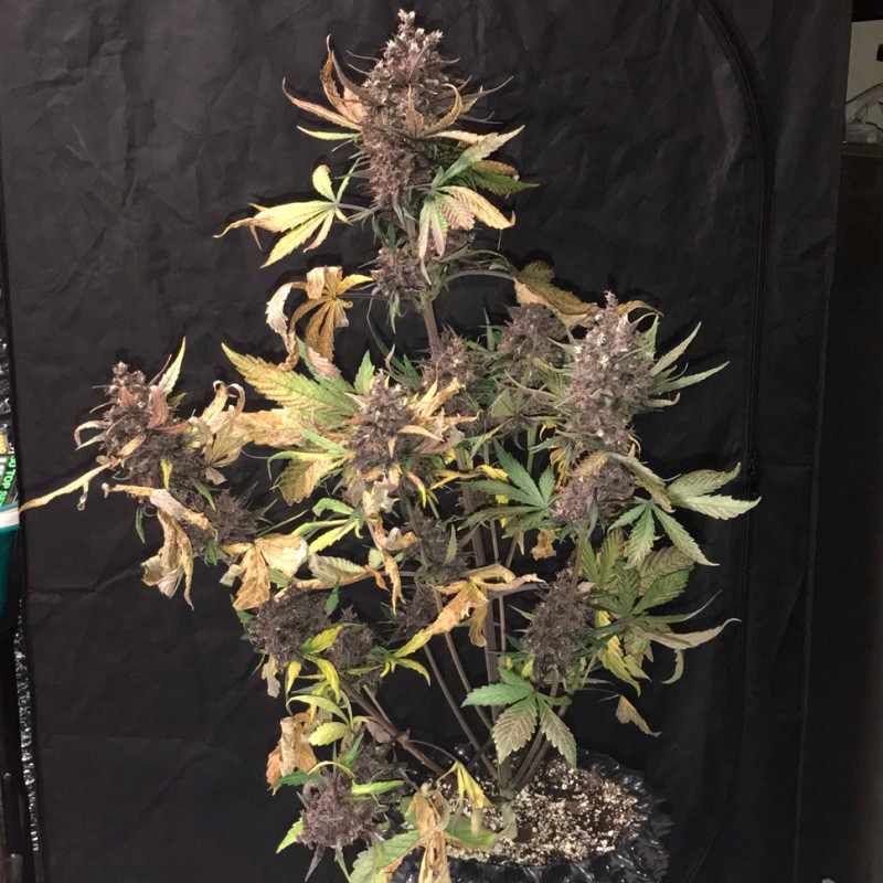 Auto Devil Cream feminised Ganja Seeds - 777 насінин