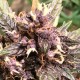 Auto Devil Cream feminised Ganja Seeds - 777 насінин
