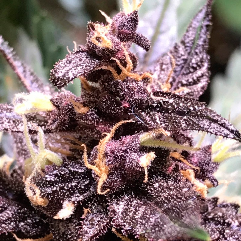 Auto Devil Cream feminised Ganja Seeds - 777 насінин