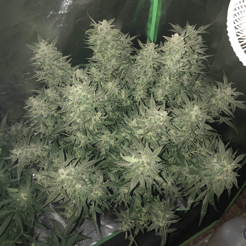 Auto Bomb feminised GanjaLiveSeeds