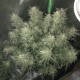 Auto Bomb feminised GanjaLiveSeeds