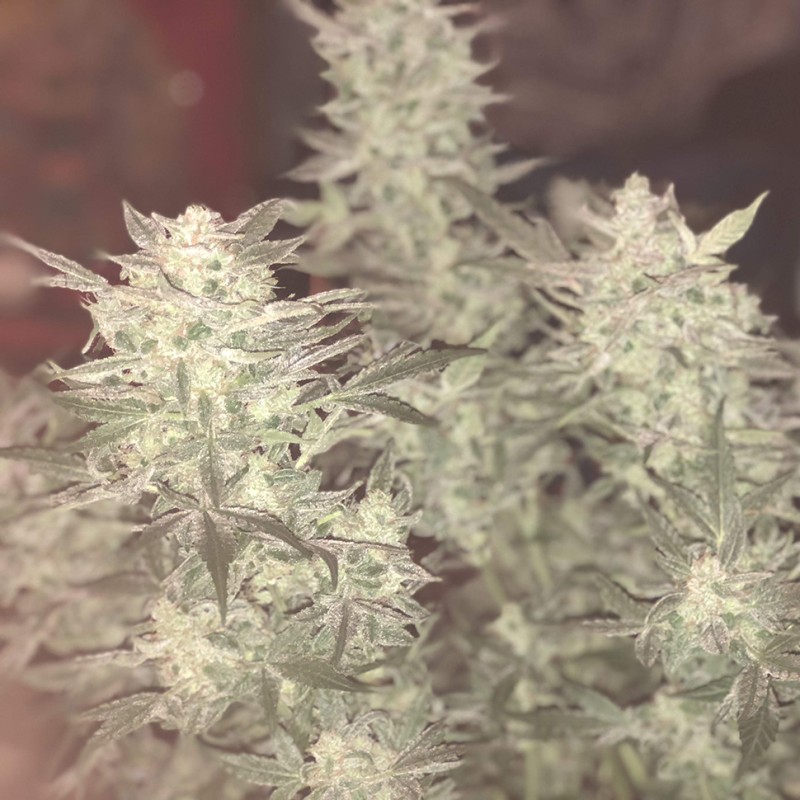 Auto Bomb feminised GanjaLiveSeeds