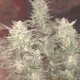 Auto Bomb feminised GanjaLiveSeeds
