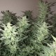 Auto Bomb feminised GanjaLiveSeeds
