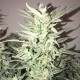 Auto Bomb feminised GanjaLiveSeeds