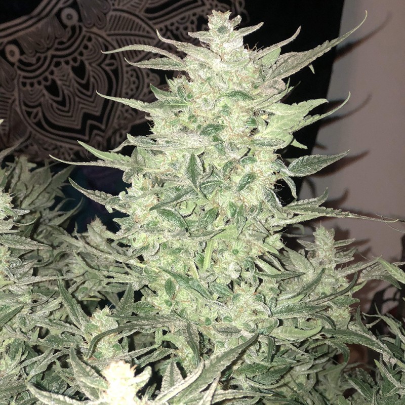 Auto Bomb feminised GanjaLiveSeeds