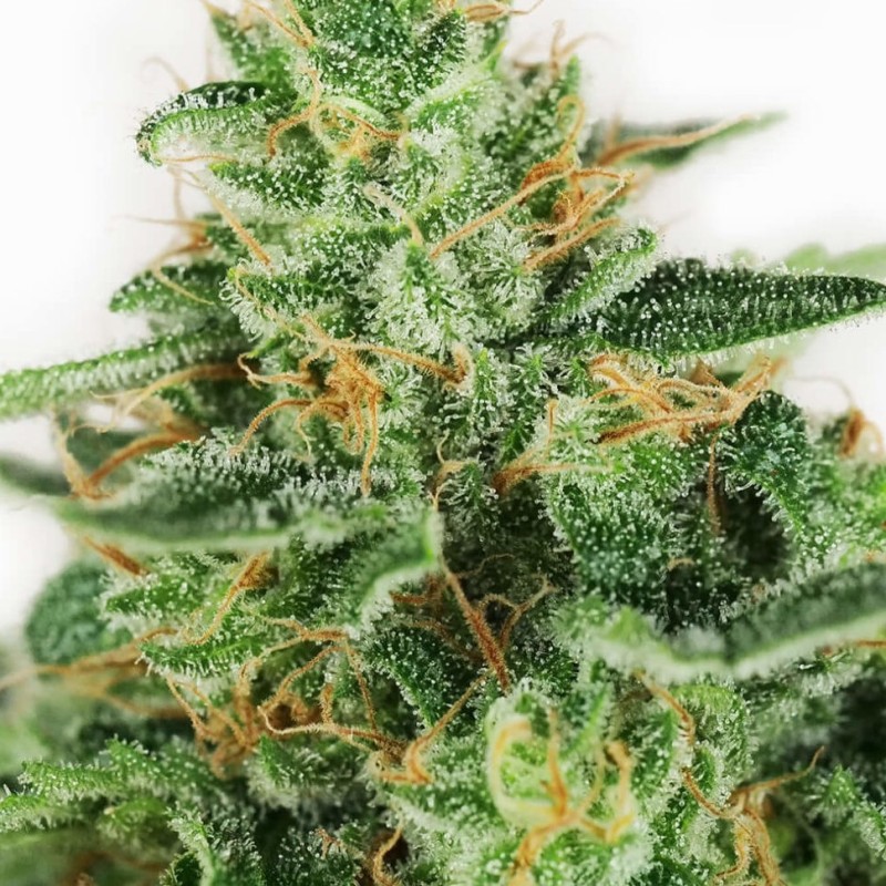 Master Kush feminised Ganja Seeds - 4 насінини