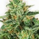 Master Kush feminised Ganja Seeds - 4 насінини