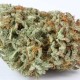 Master Kush feminised Ganja Seeds - 4 насінини