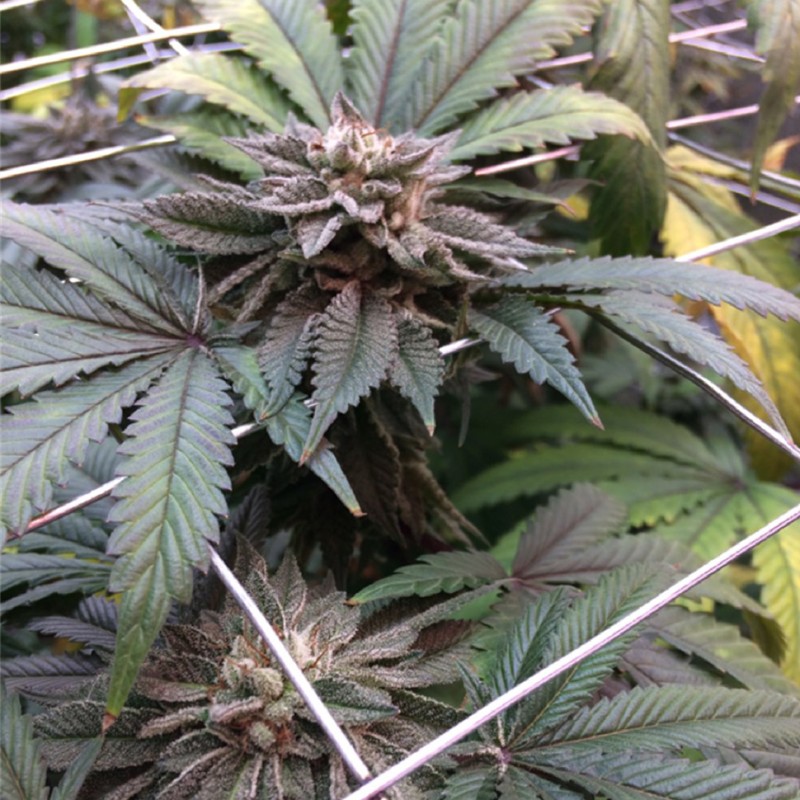 Master Kush feminised Ganja Seeds - 4 насінини