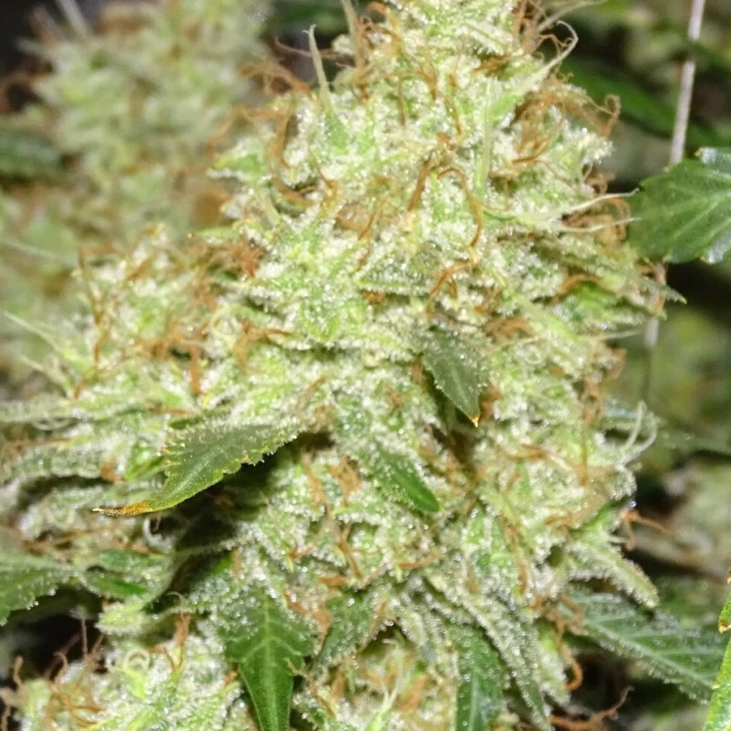 Master Kush feminised Ganja Seeds - 4 насінини