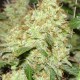 Master Kush feminised Ganja Seeds - 4 насінини