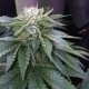 Master Kush feminised Ganja Seeds - 4 насінини