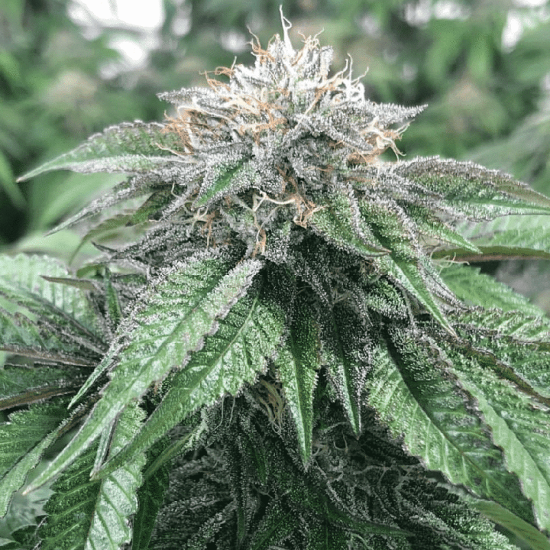 Master Kush feminised Ganja Seeds - 4 насінини