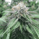 Master Kush feminised Ganja Seeds - 4 насінини