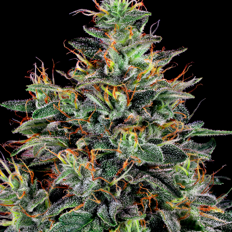 Master Kush feminised Ganja Seeds - 4 насінини