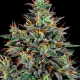 Master Kush feminised Ganja Seeds - 4 насінини
