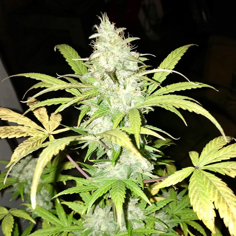 Blue Himalaya feminised Ganja Seeds