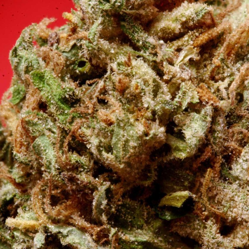 Blue Himalaya feminised Ganja Seeds