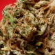Blue Himalaya feminised Ganja Seeds