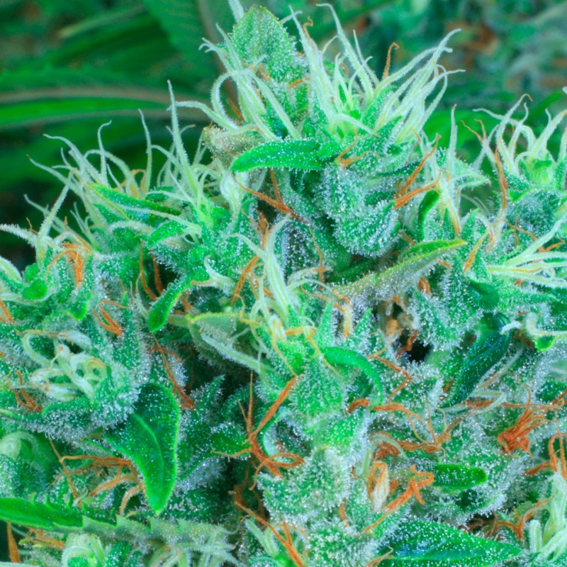 Auto Kali Mist feminised GanjaLiveSeeds