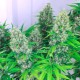 Auto Kali Mist feminised GanjaLiveSeeds