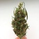 Auto Kali Mist feminised GanjaLiveSeeds