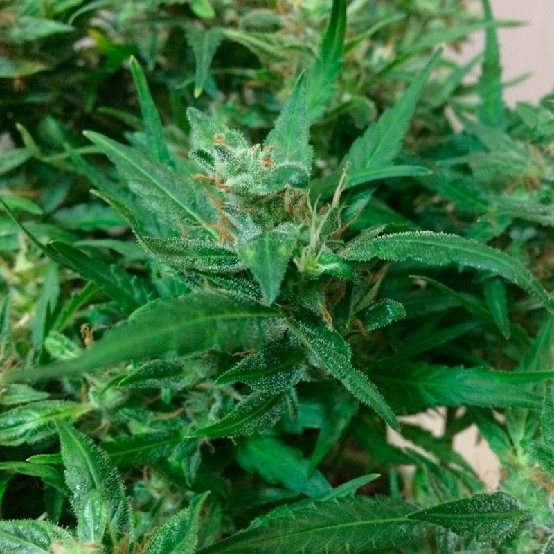 Auto Kali Mist feminised GanjaLiveSeeds