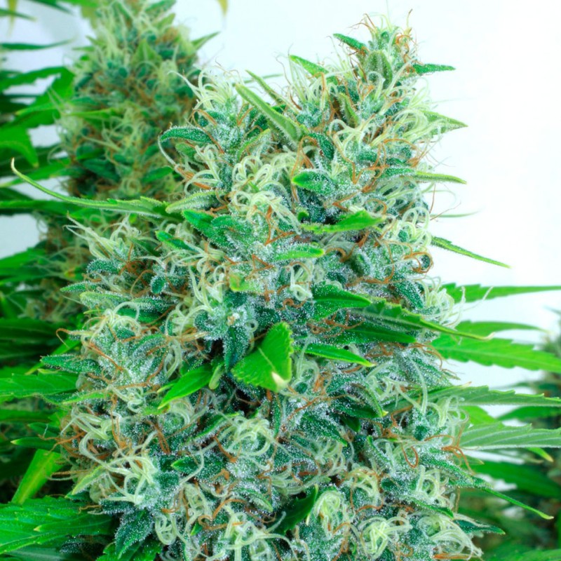 Auto Kali Mist feminised GanjaLiveSeeds