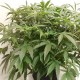 Auto X.Treme feminised GanjaLiveSeeds
