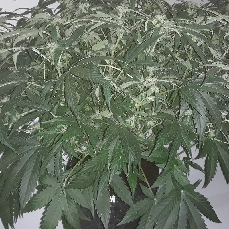 Auto X.Treme feminised GanjaLiveSeeds