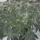 Auto X.Treme feminised GanjaLiveSeeds