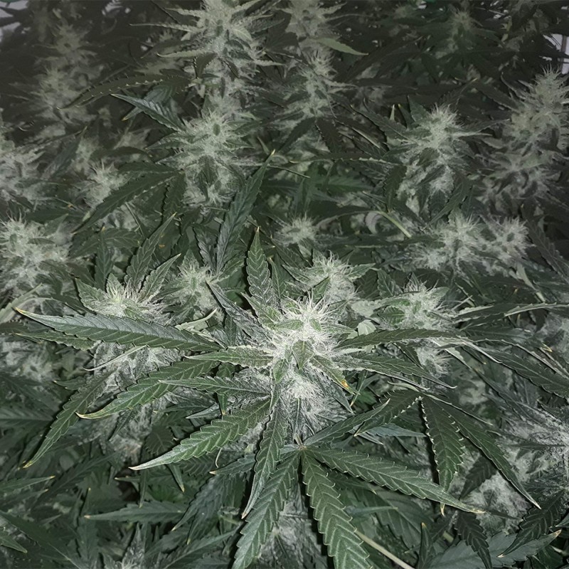 Auto X.Treme feminised GanjaLiveSeeds
