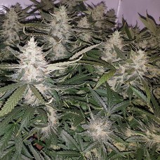 Auto X.Treme feminised GanjaLiveSeeds